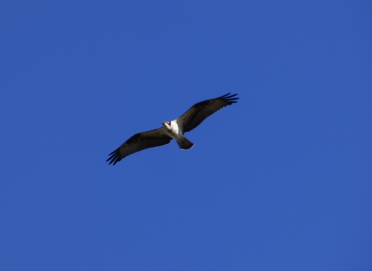 Águila Pescadora - ML121464211