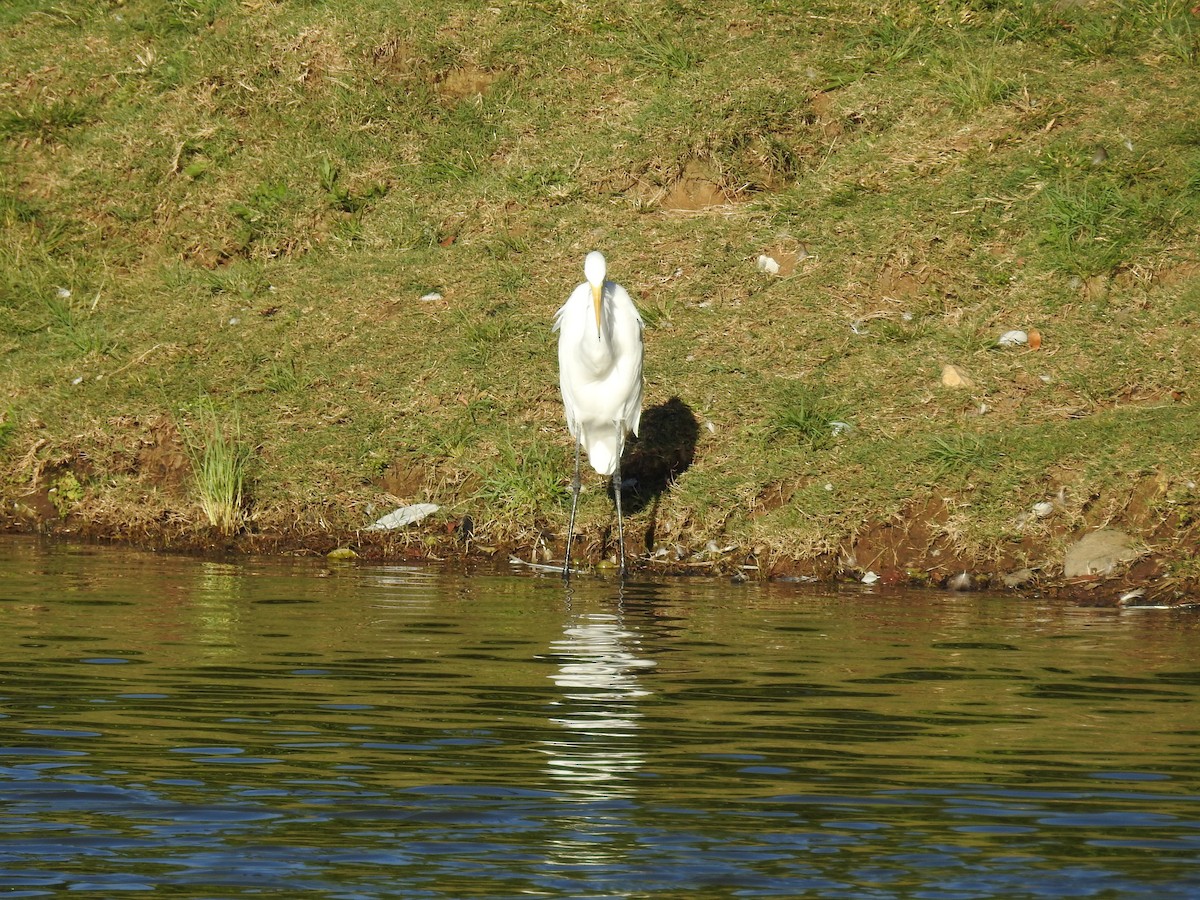 Great Egret - César Sánchez