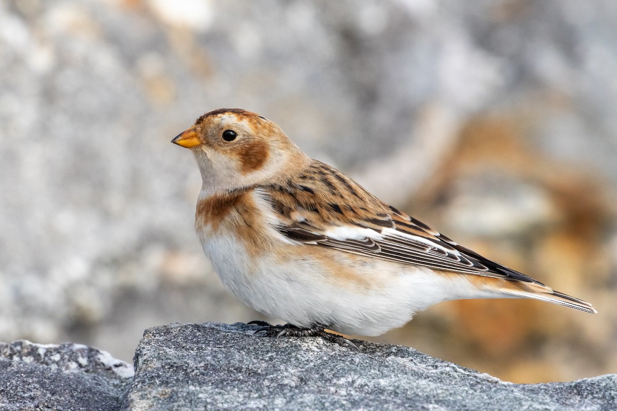 Snow Bunting - Louis Bevier