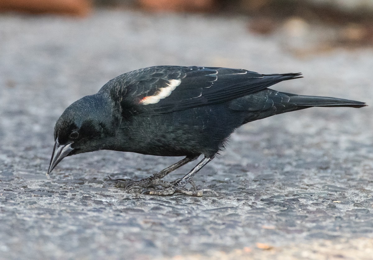 Tricolored Blackbird - ML121466731