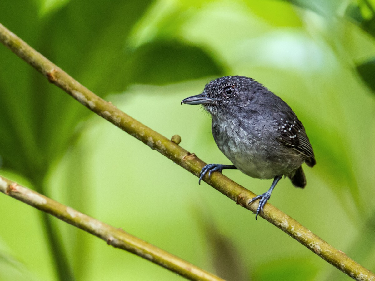 Spot-crowned Antvireo - ML121467361