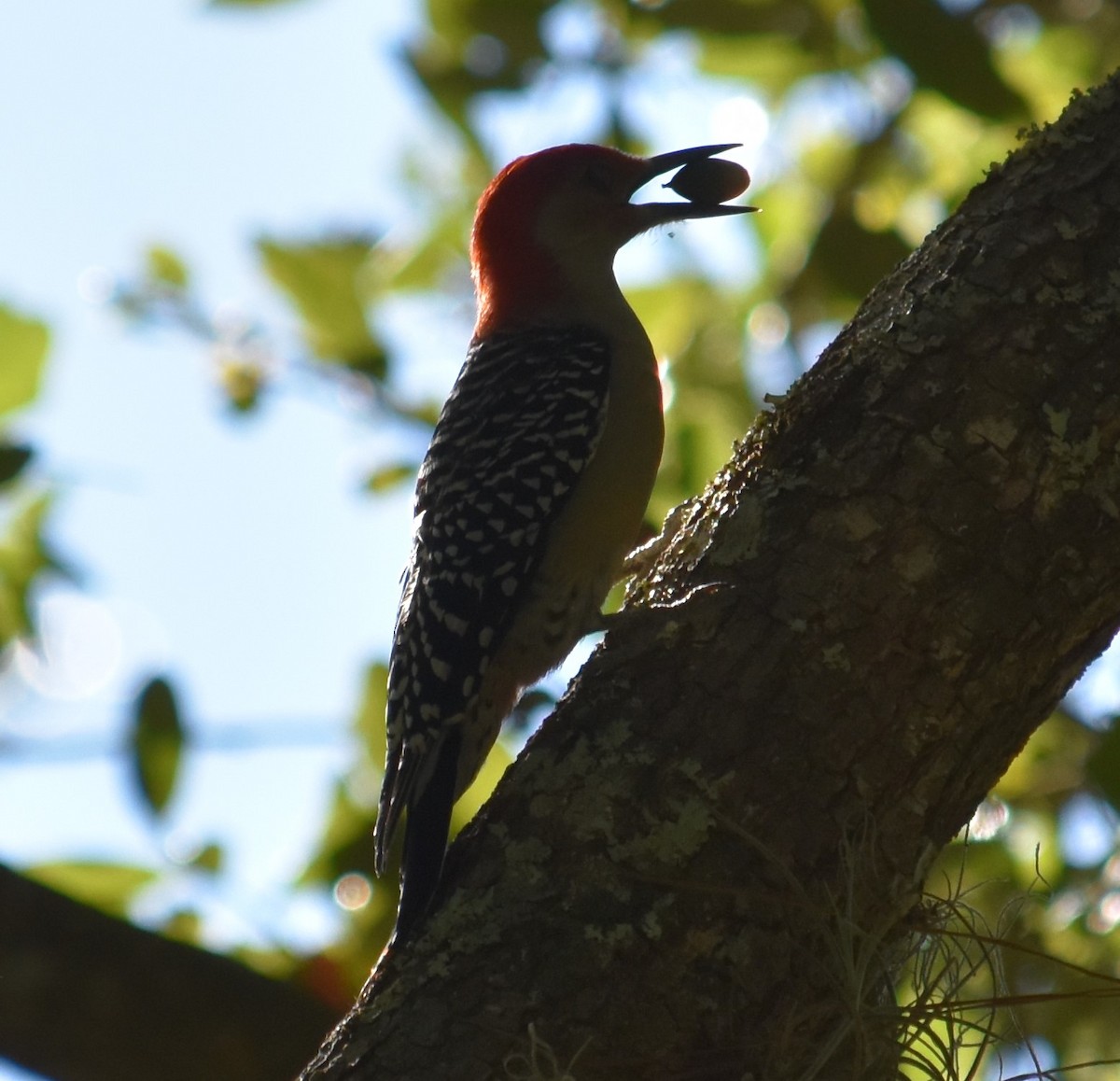 Red-bellied Woodpecker - ML121469601