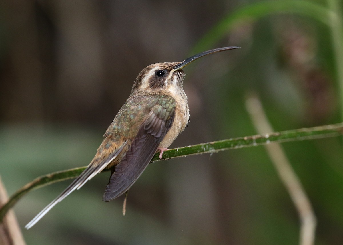 Dusky-throated Hermit - ML121470181