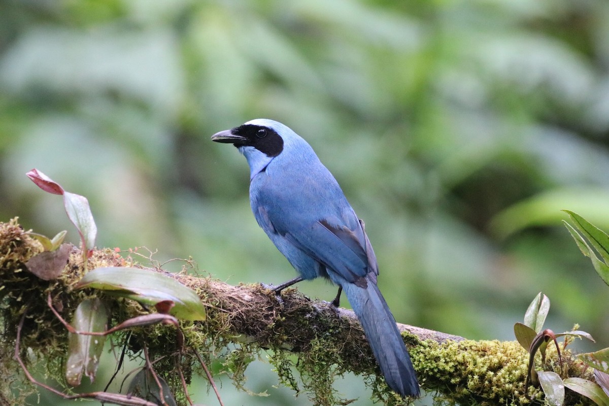 Turquoise Jay - Gavin McKinnon