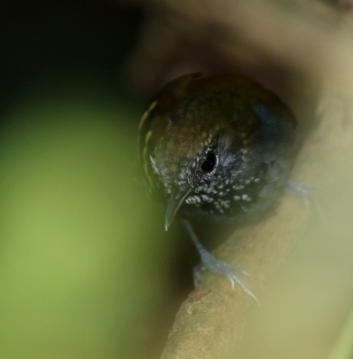 Star-throated Antwren - ML121471041