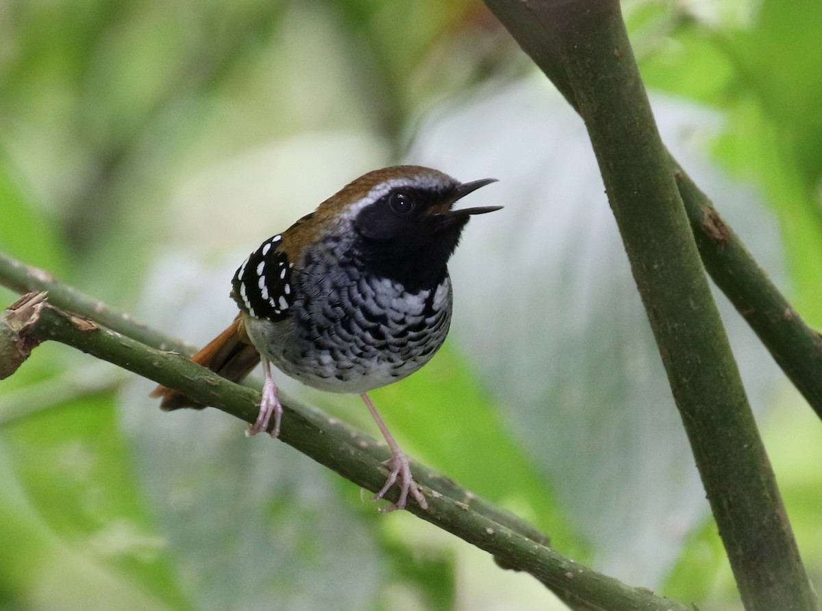 Squamate Antbird - ML121471221