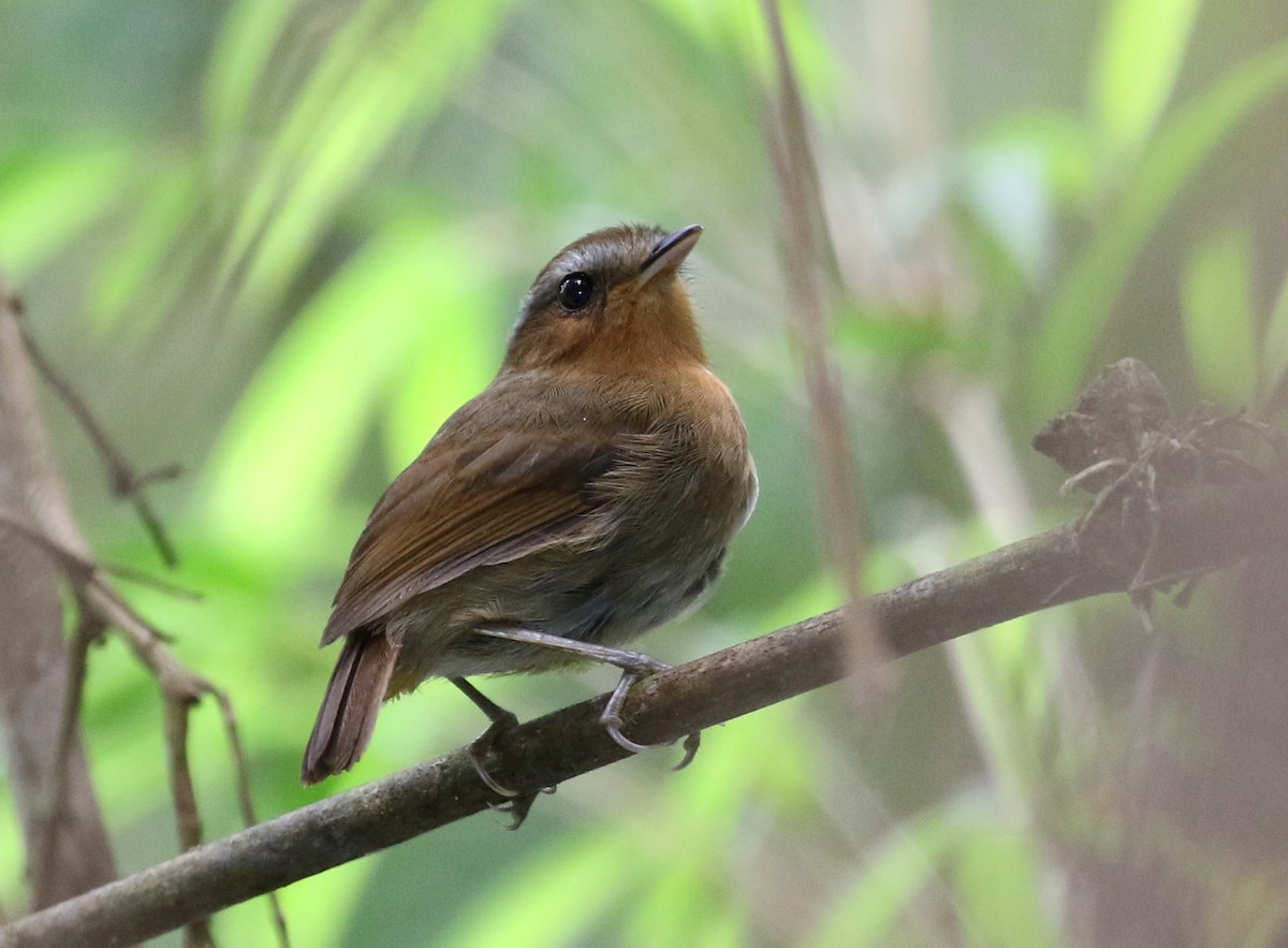 Rufous Gnateater - ML121471301