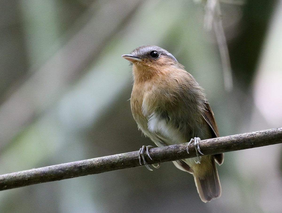 Rufous Gnateater - ML121471311