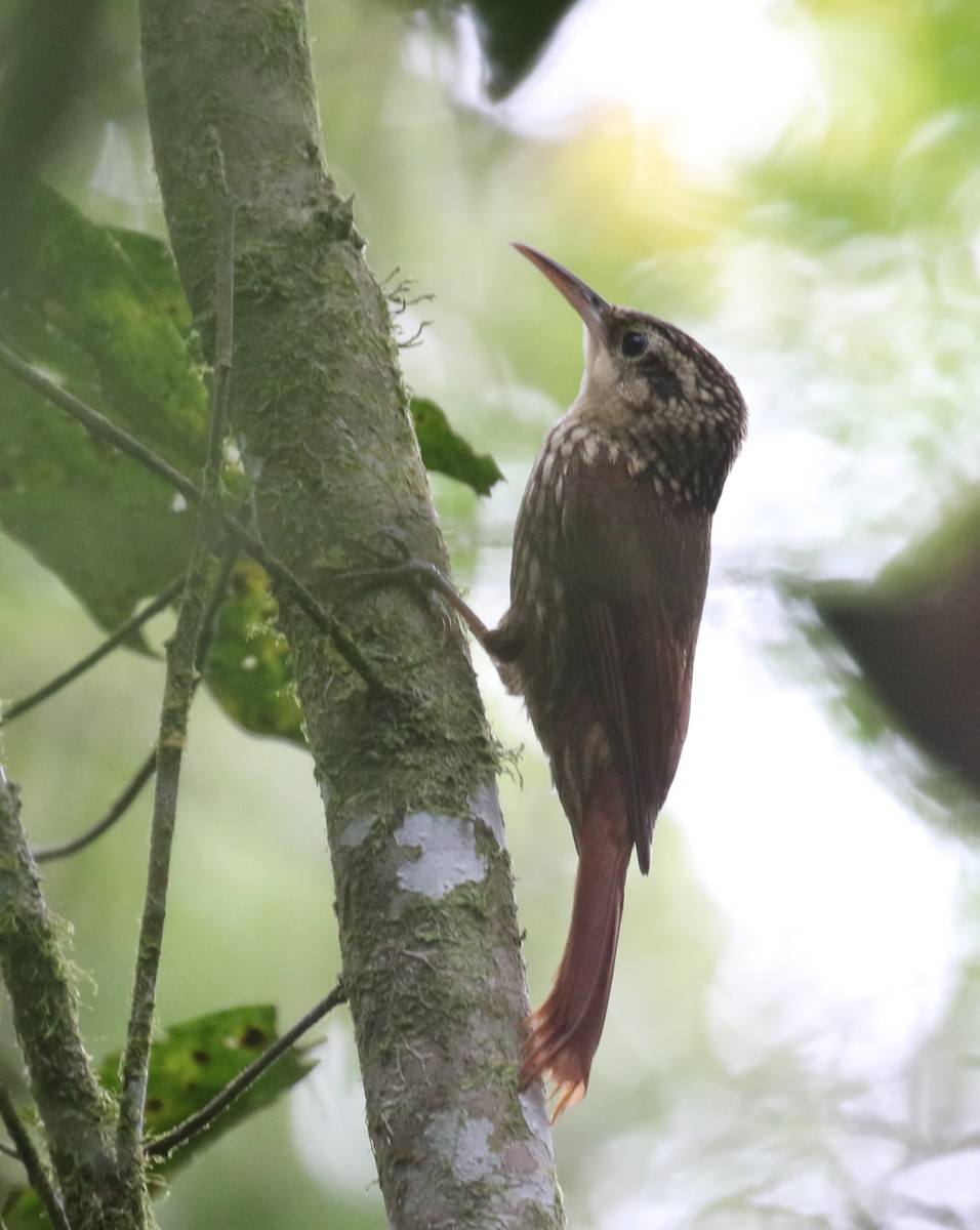 Lesser Woodcreeper - ML121471351