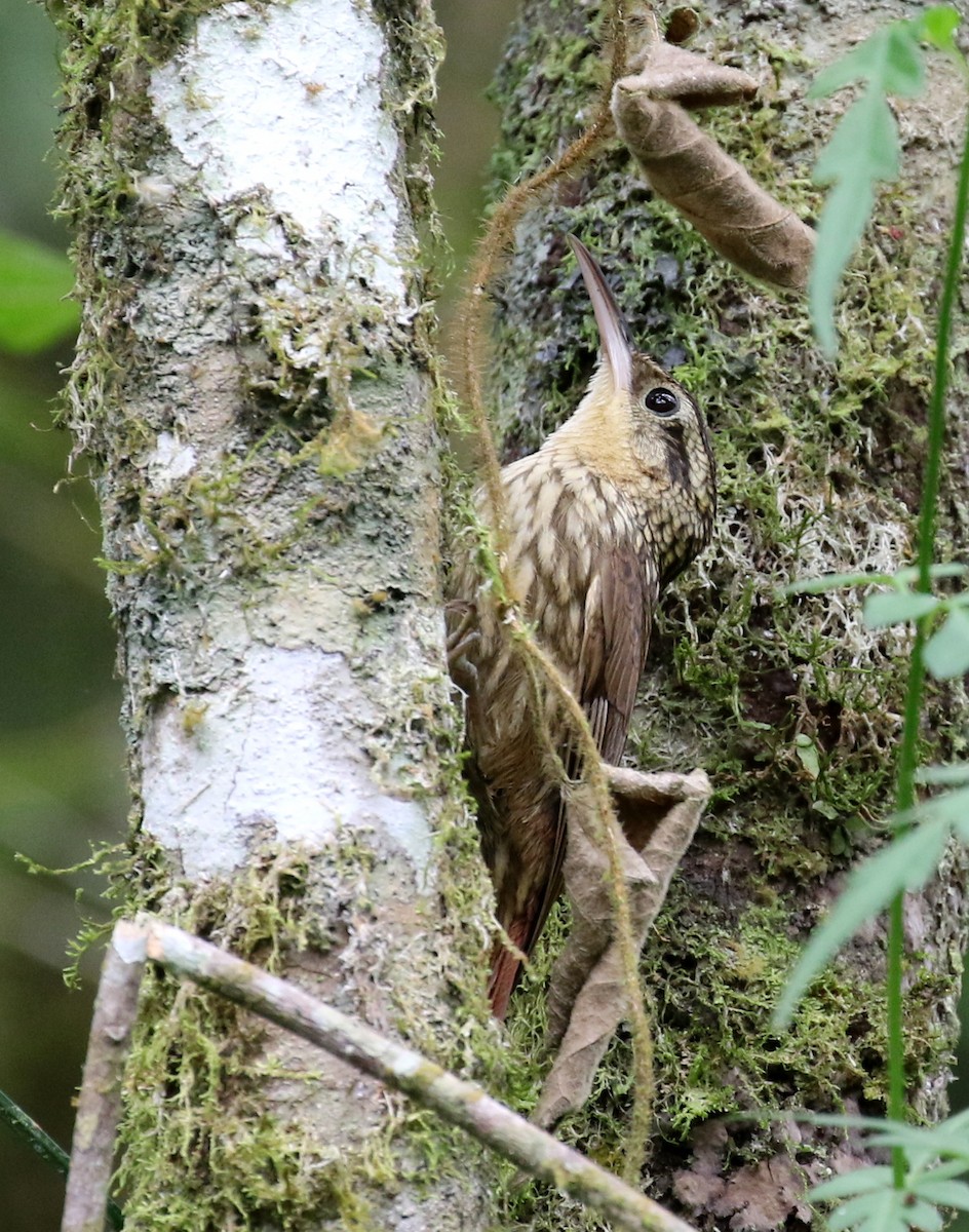 Lesser Woodcreeper - ML121471361