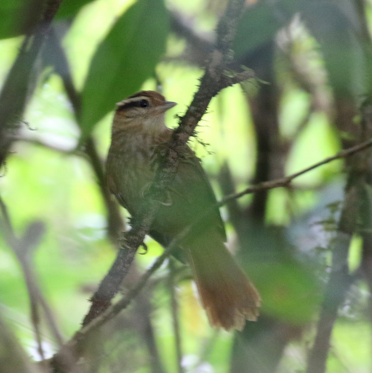 White-browed Foliage-gleaner - ML121471481