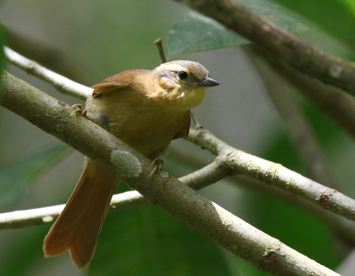 Ochre-breasted Foliage-gleaner - ML121471551