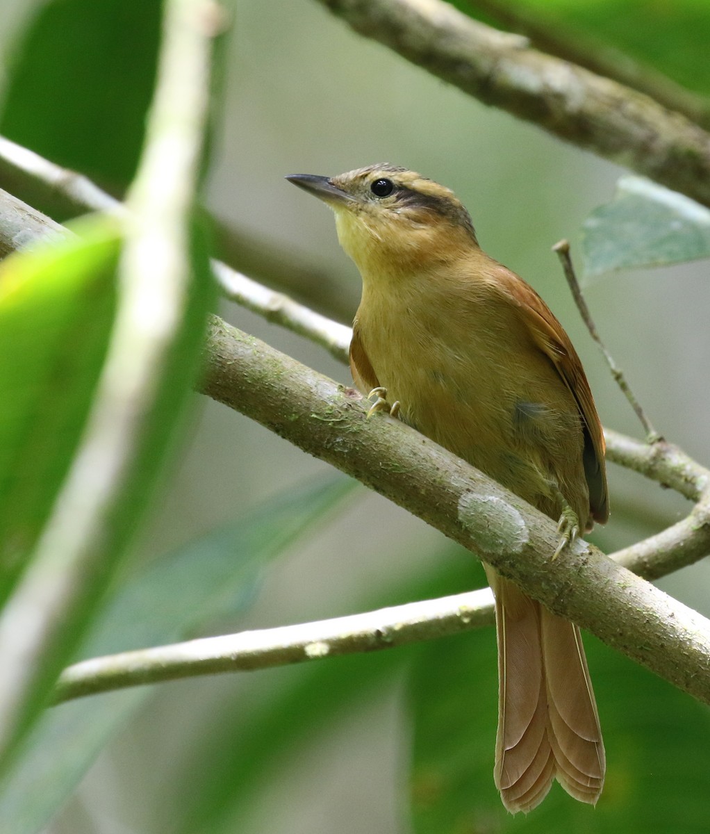 Ochre-breasted Foliage-gleaner - ML121471561