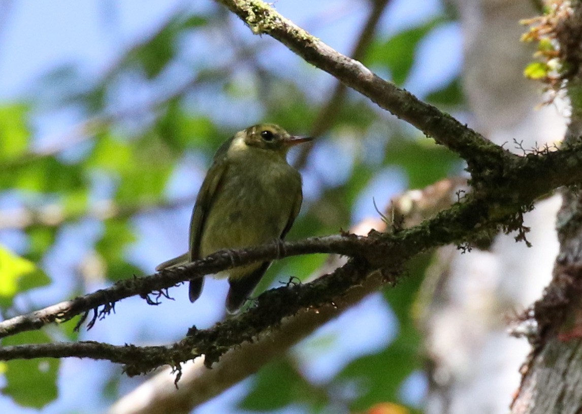 Oustalet's Tyrannulet - Matthew Grube