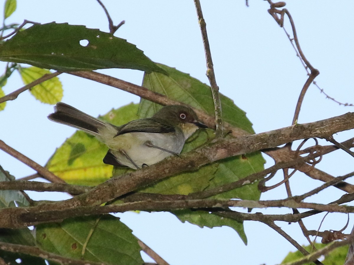 Bay-ringed Tyrannulet - Matthew Grube