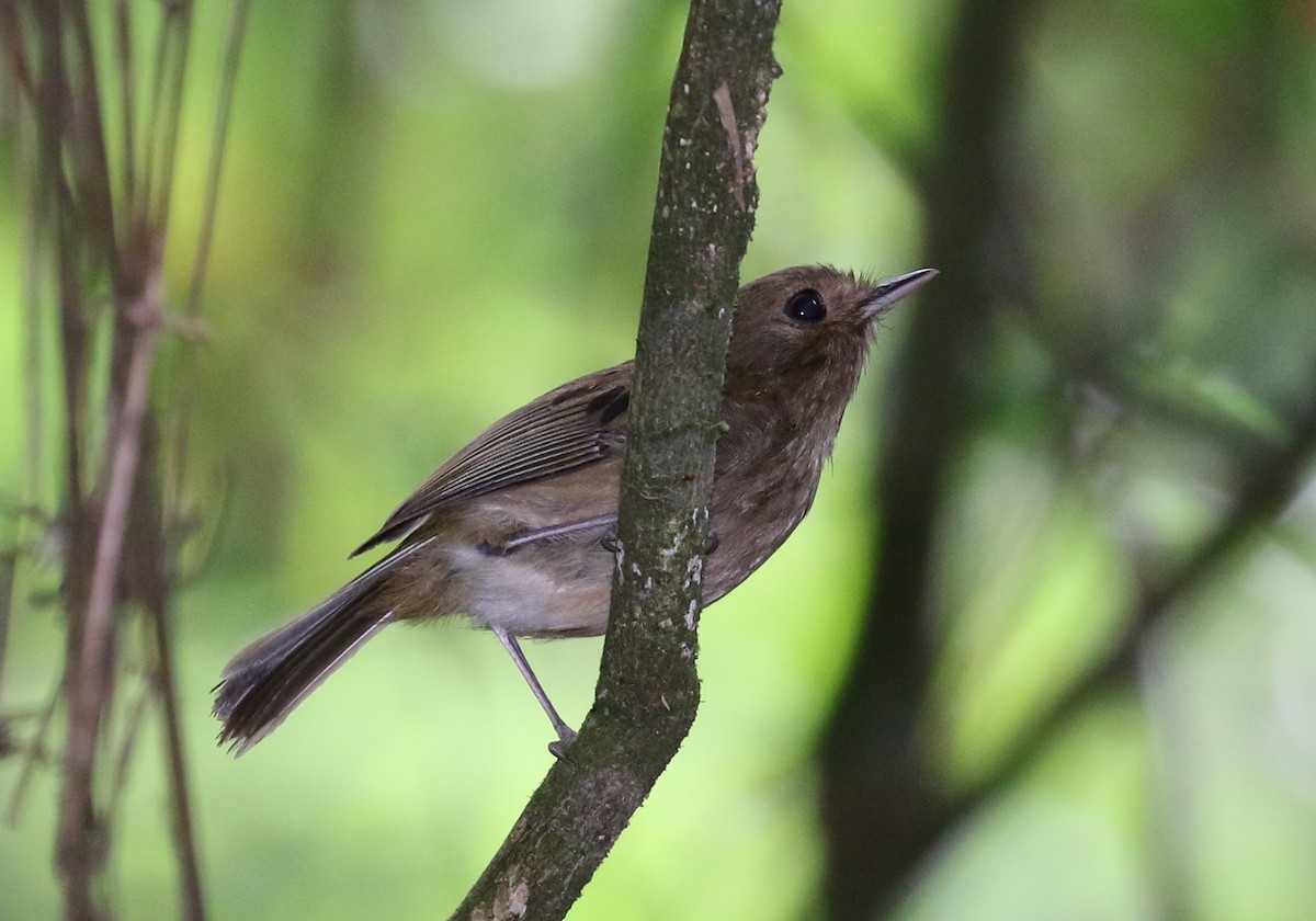 Brown-breasted Pygmy-Tyrant - Matthew Grube