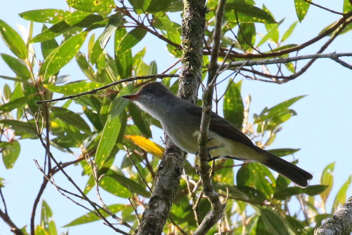 Swainson's Flycatcher - ML121472031