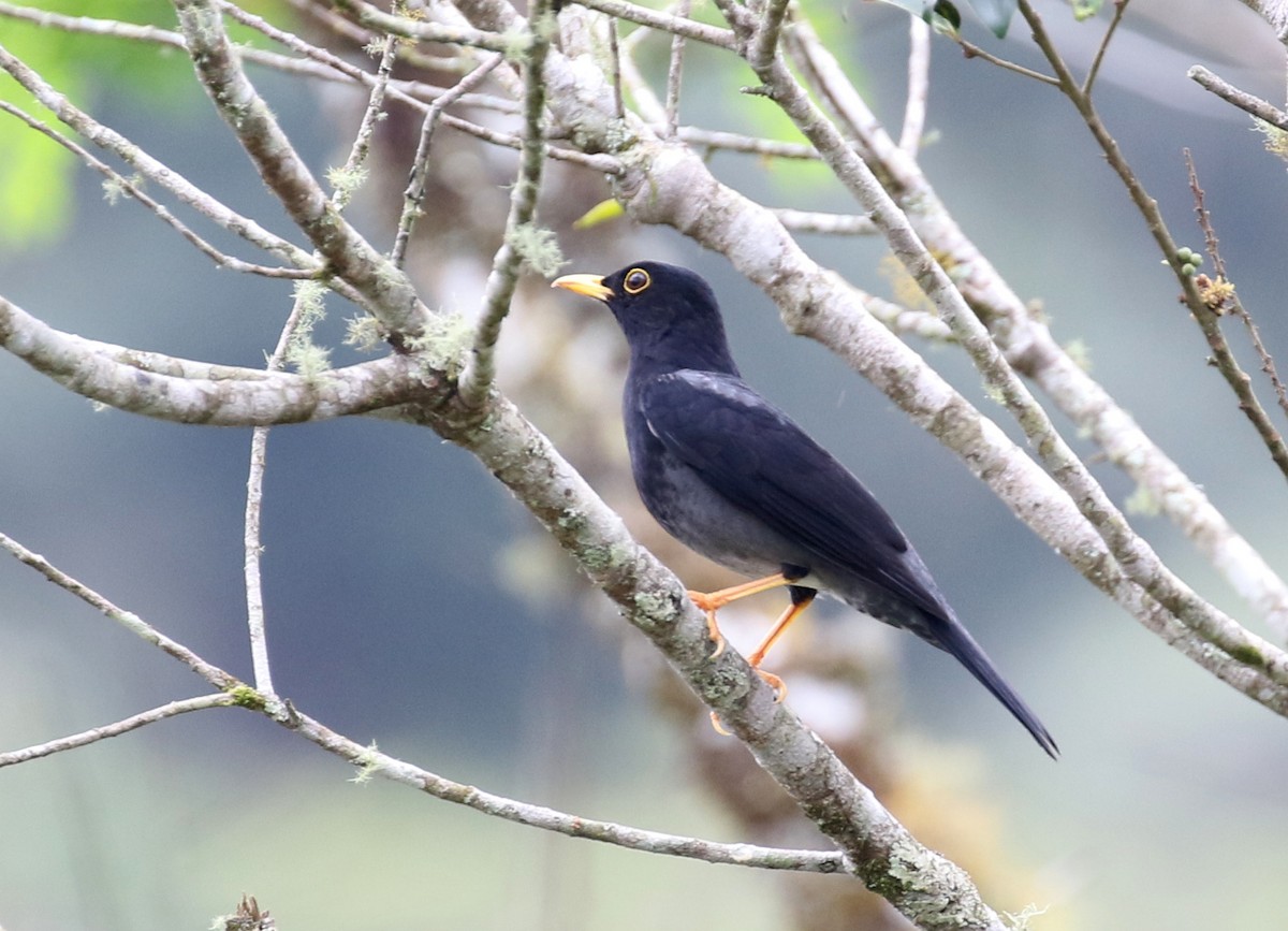 Yellow-legged Thrush - ML121472111