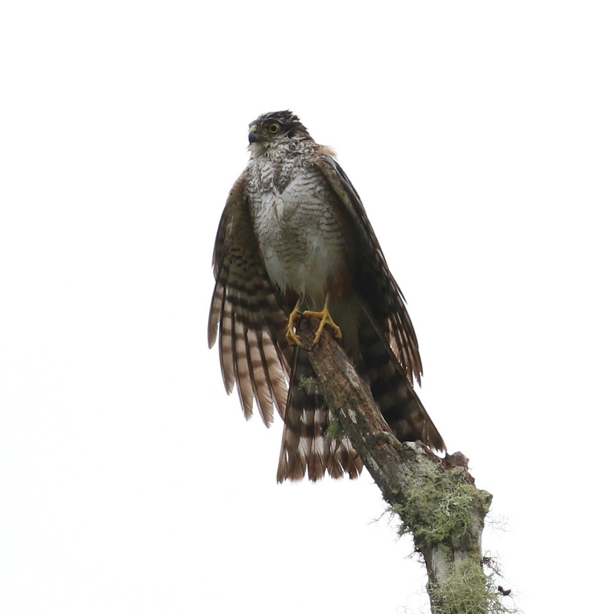 Sharp-shinned Hawk (Rufous-thighed) - ML121472891