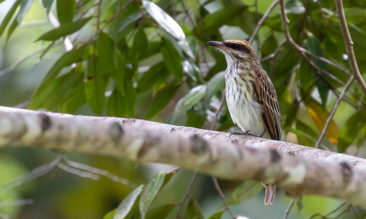 Streaked Flycatcher (Northern) - ML121474951