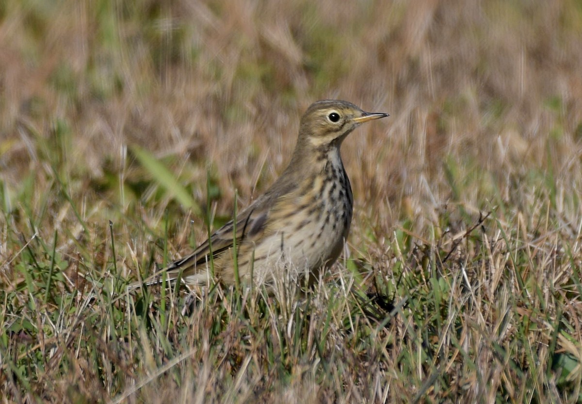 Pipit d'Amérique - ML121475081