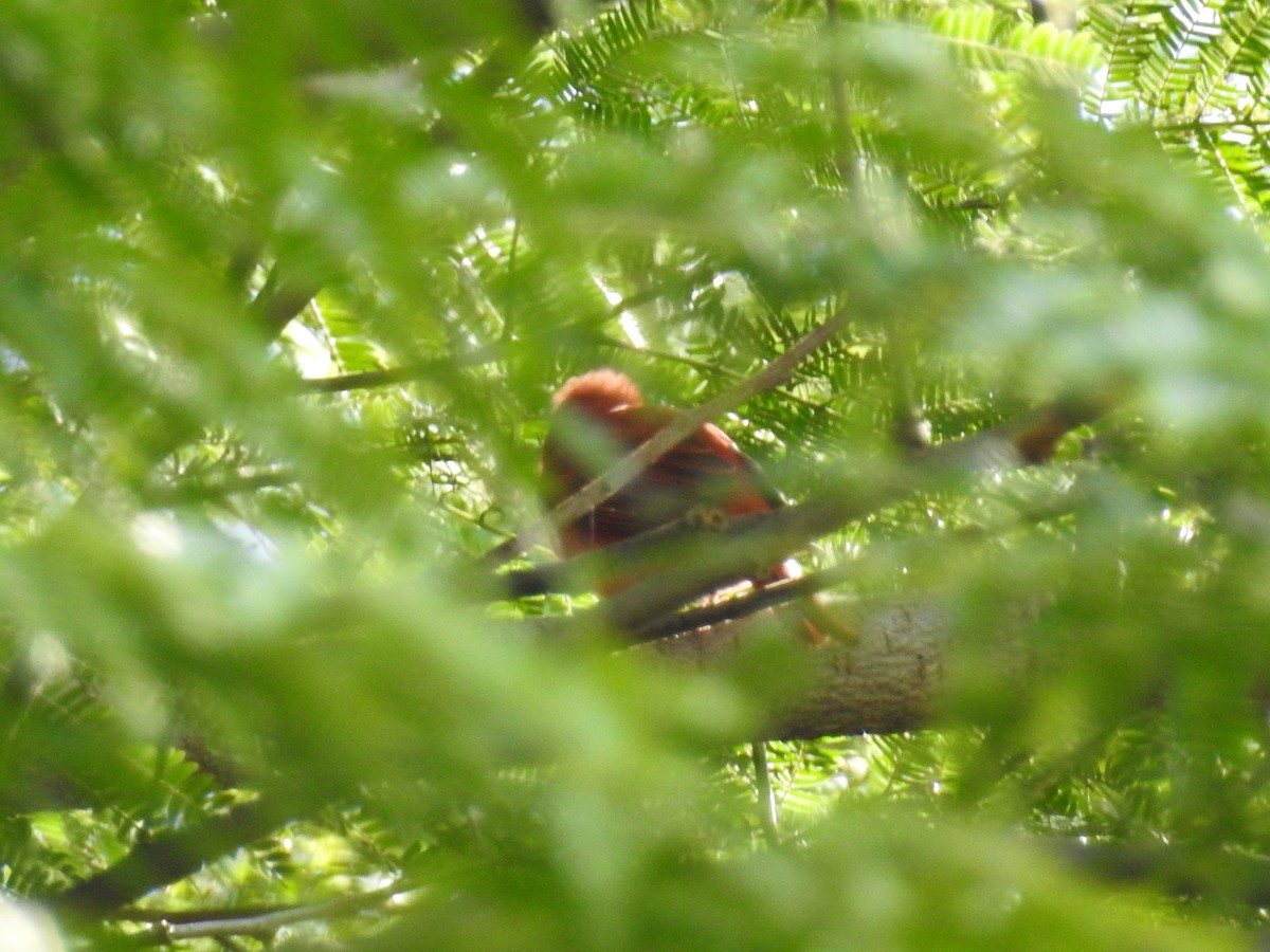 Summer Tanager - ML121475201