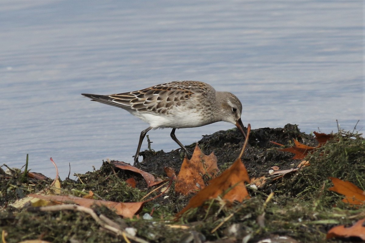 White-rumped Sandpiper - ML121476661