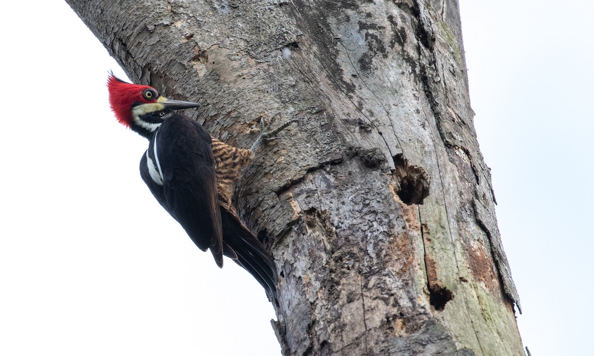 Crimson-crested Woodpecker - ML121477001