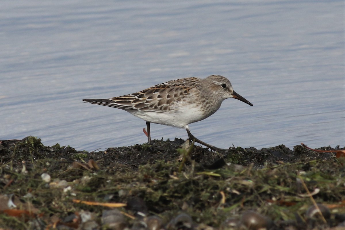 White-rumped Sandpiper - ML121477171