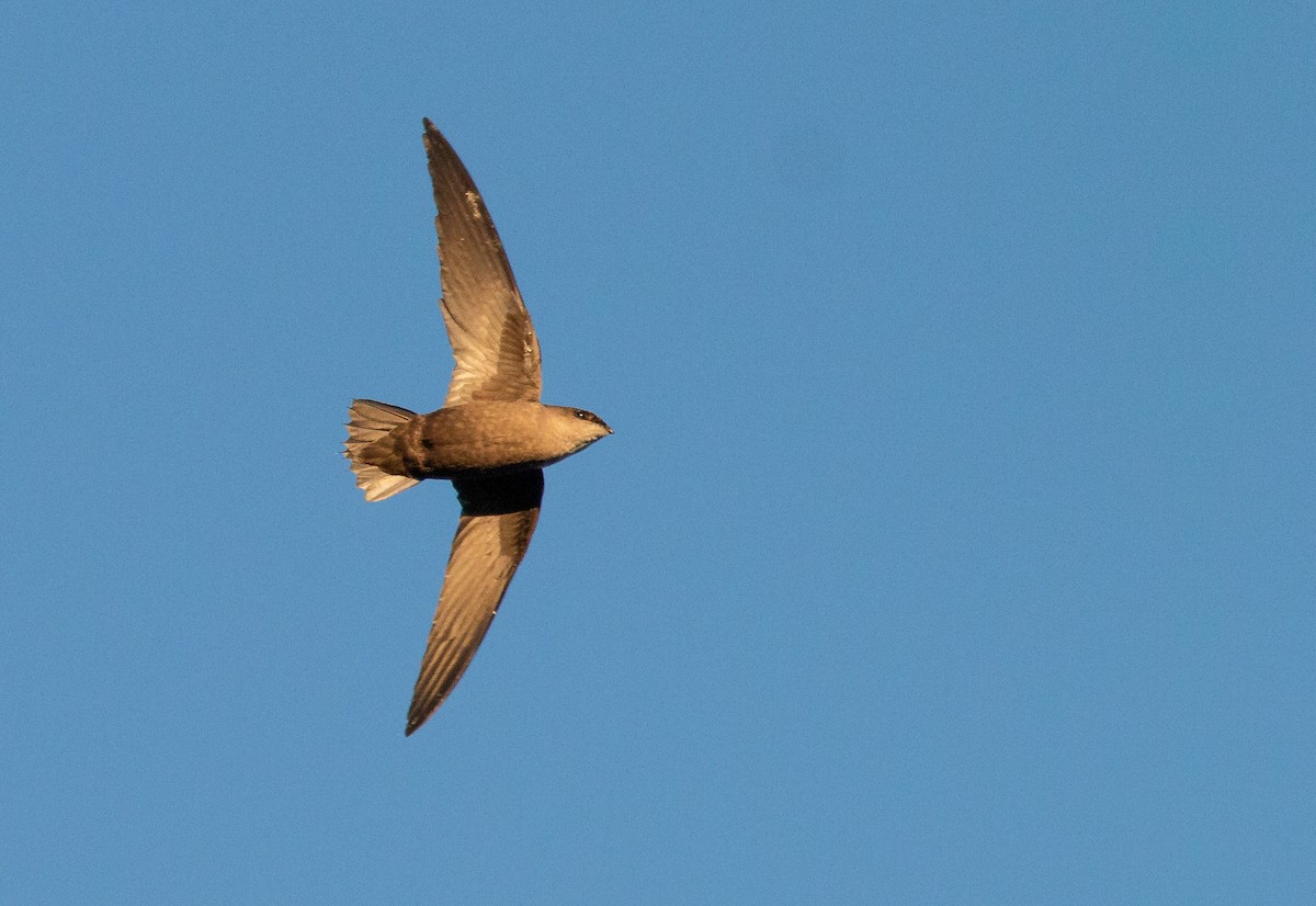 Chimney Swift - ML121477891