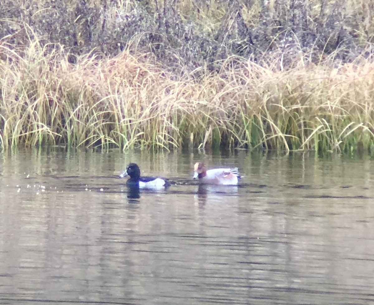 Eurasian Wigeon - ML121478241