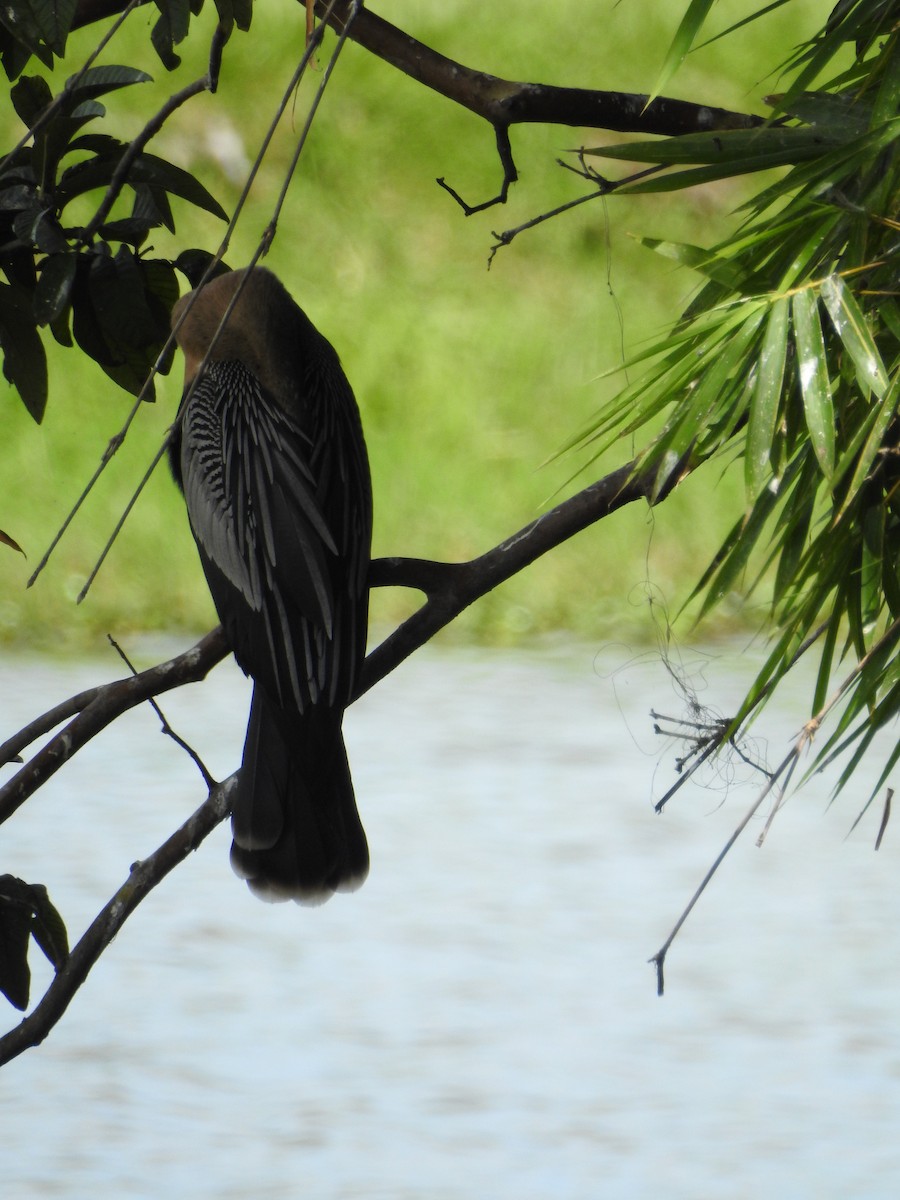 Anhinga - ML121478281