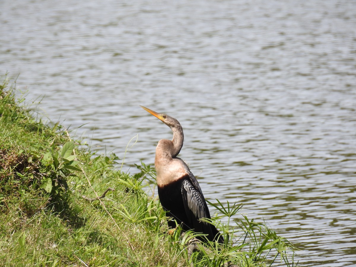 Anhinga - ML121478601