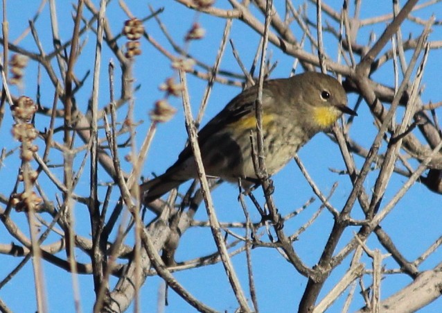 Yellow-rumped Warbler - B Maguire