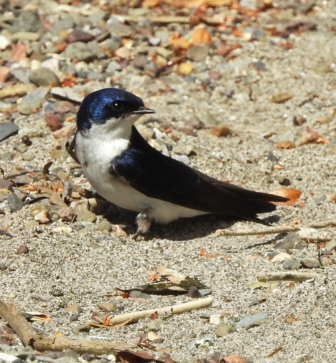 Chilean Swallow - Hugo Hulsberg