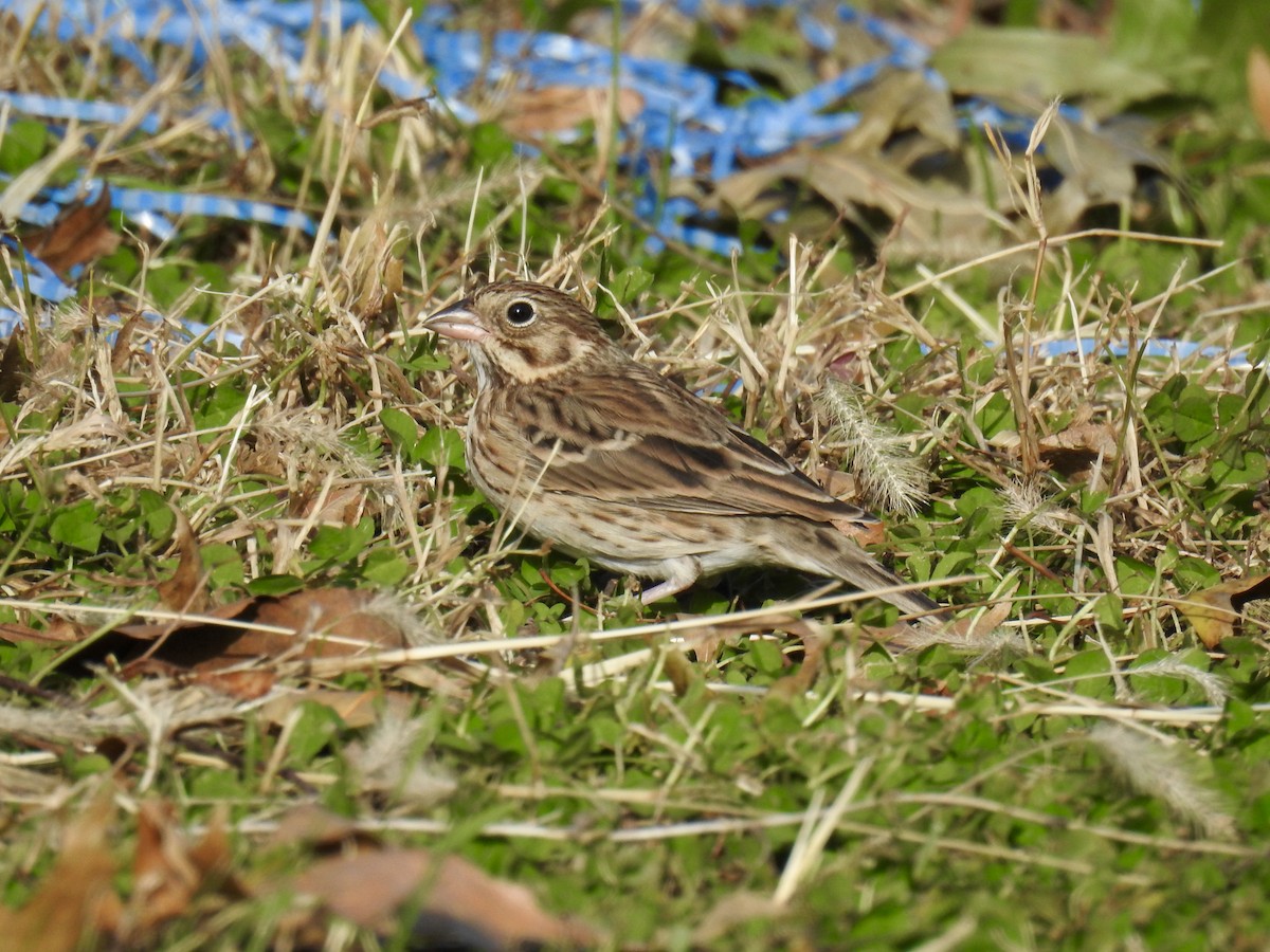 Vesper Sparrow - ML121481371