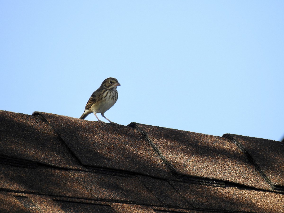 Vesper Sparrow - ML121481381