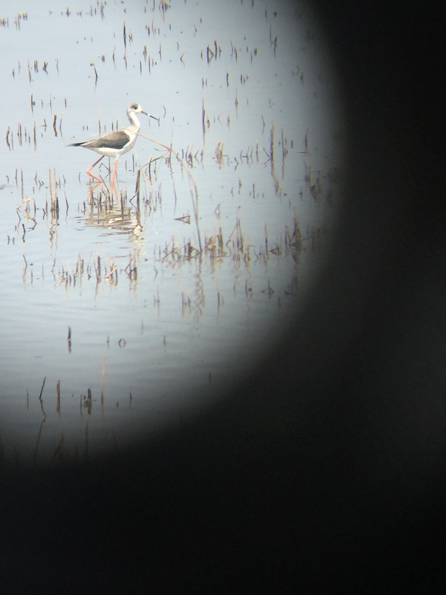 Black-winged Stilt - ML121481421