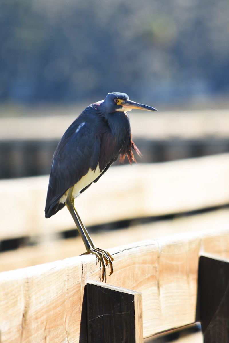 Tricolored Heron - ML121482331