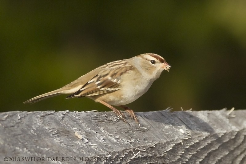 White-crowned Sparrow - Bob Pelkey
