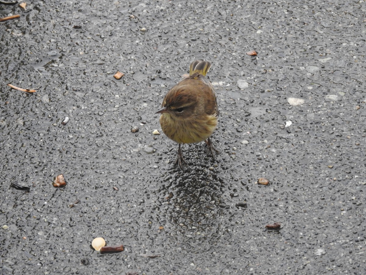 Paruline à couronne rousse - ML121483781