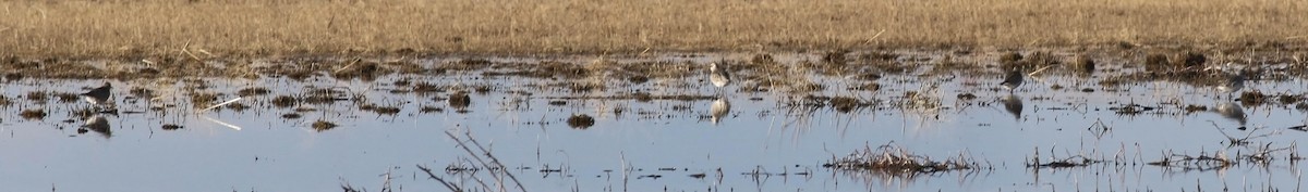 American Golden-Plover - Tony Leukering