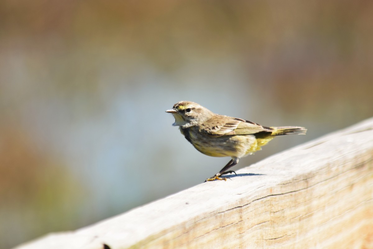 Palm Warbler - ML121485241