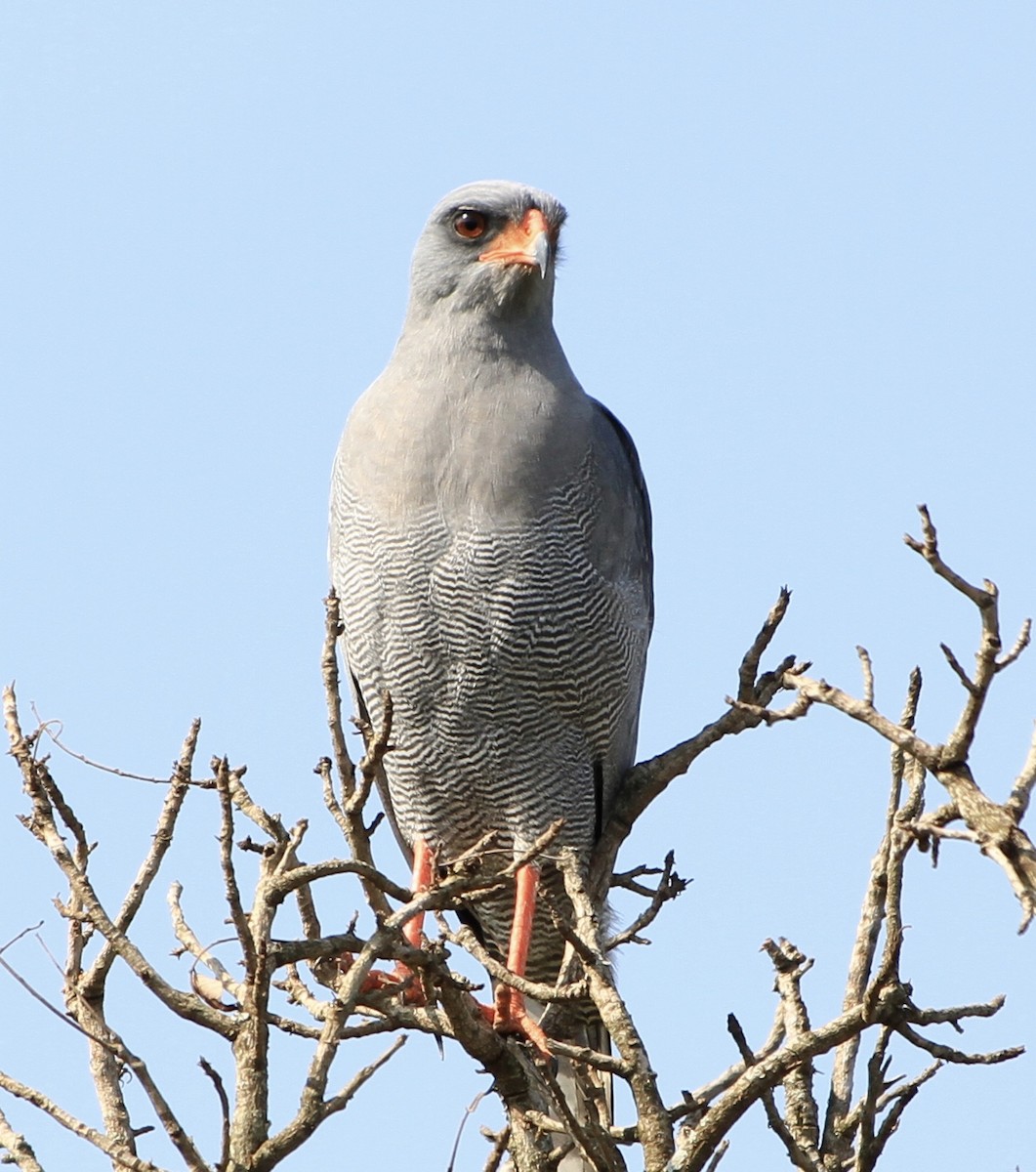 Dark Chanting-Goshawk - Bert Fisher