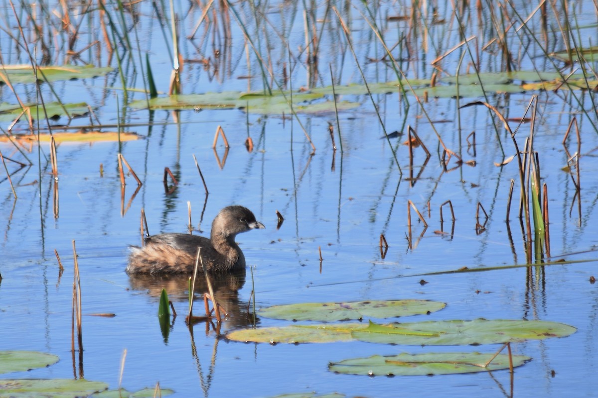 Pied-billed Grebe - ML121485641