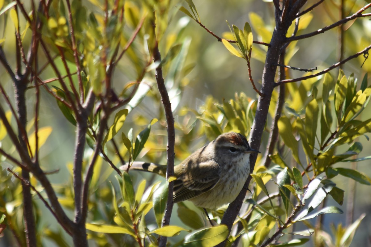 Palm Warbler - ML121487331