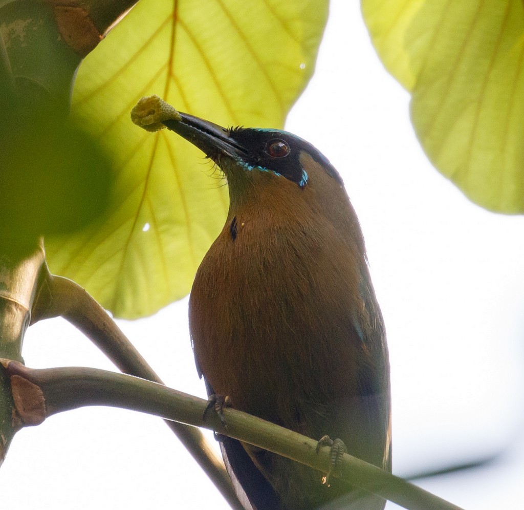 Lesson's Motmot - ML121488611