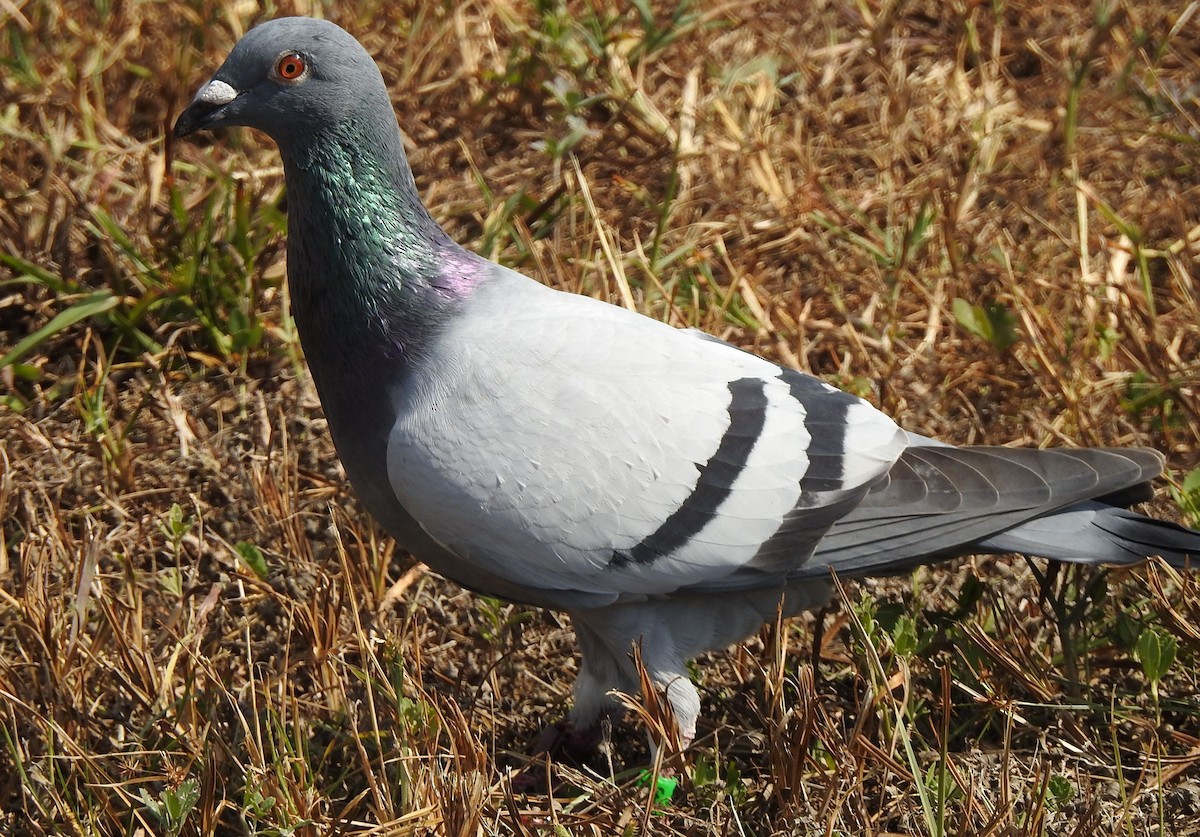 Rock Pigeon (Feral Pigeon) - ML121489261