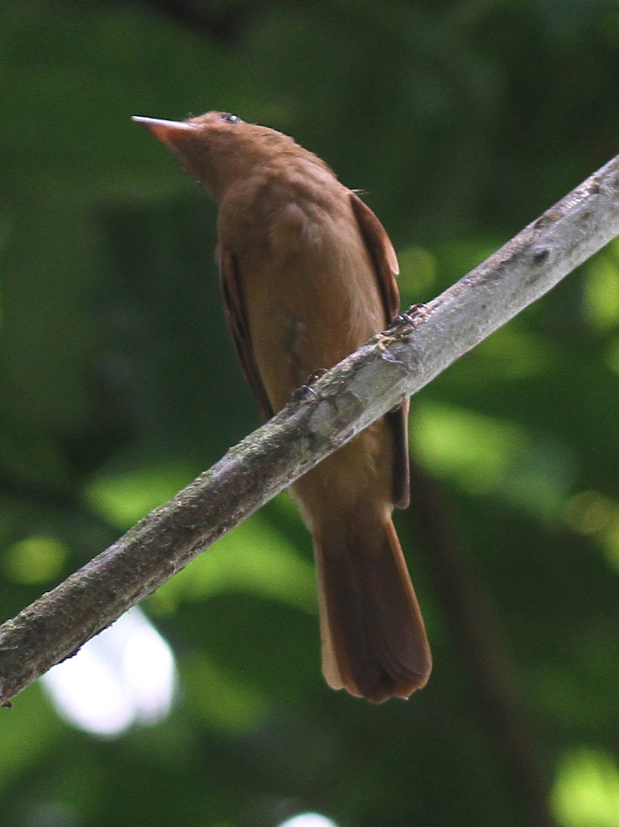 Rufous Mourner - Larry Sirvio