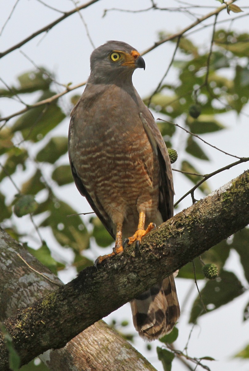 Roadside Hawk - ML121493781